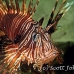 lionfish_common_muck_h_0705_png2269.jpg